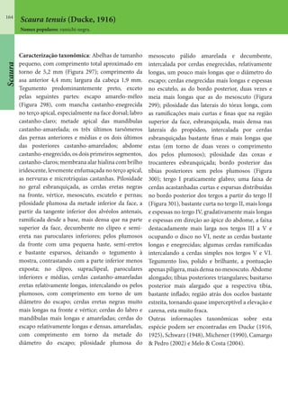 164
Scaura
Scaura tenuis (Ducke, 1916)
Nomes populares: ramichi-negra.
Caracterização taxonômica: Abelhas de tamanho
pequeno, com comprimento total aproximado em
torno de 5,2 mm (Figura 297); comprimento da
asa anterior 4,4 mm; largura da cabeça 1,9 mm.
Tegumento predominantemente preto, exceto
pelas seguintes partes: escapo amarelo-méleo
(Figura 298), com mancha castanho-enegrecida
no terço apical, especialmente na face dorsal; labro
castanho-claro; metade apical das mandíbulas
castanho-amarelada; os três últimos tarsômeros
das pernas anteriores e médias e os dois últimos
das posteriores castanho-amarelados; abdome
castanho-enegrecido, os dois primeiros segmentos,
castanho-claros; membrana alar hialina com brilho
iridescente, levemente enfumaçada no terço apical,
as nervuras e microtríquias castanhas. Pilosidade
no geral esbranquiçada, as cerdas eretas negras
na fronte, vértice, mesoscuto, escutelo e pernas;
pilosidade plumosa da metade inferior da face, a
partir da tangente inferior dos alvéolos antenais,
ramificada desde a base, mais densa que na parte
superior da face, decumbente no clípeo e semi-
ereta nas paroculares inferiores; pelos plumosos
da fronte com uma pequena haste, semi-eretos
e bastante esparsos, deixando o tegumento à
mostra, contrastando com a parte inferior menos
exposta; no clípeo, supraclipeal, paroculares
inferiores e médias, cerdas castanho-amareladas
eretas relativamente longas, intercalando os pelos
plumosos, com comprimento em torno de um
diâmetro do escapo; cerdas eretas negras muito
mais longas na fronte e vértice; cerdas do labro e
mandíbulas mais longas e amareladas; cerdas do
escapo relativamente longas e densas, amareladas,
com comprimento em torno da metade do
diâmetro do escapo; pilosidade plumosa do
mesoscuto pálido amarelada e decumbente,
intercalada por cerdas enegrecidas, relativamente
longas, um pouco mais longas que o diâmetro do
escapo; cerdas enegrecidas mais longas e espessas
no escutelo, as do bordo posterior, duas vezes e
meia mais longas que as do mesoscuto (Figura
299); pilosidade das laterais do tórax longa, com
as ramificações mais curtas e finas que na região
superior da face, esbranquiçada, mais densa nas
laterais do propódeo, intercalada por cerdas
esbranquiçadas bastante finas e mais longas que
estas (em torno de duas vezes o comprimento
dos pelos plumosos); pilosidade das coxas e
trocanteres esbranquiçada; bordo posterior das
tíbias posteriores sem pelos plumosos (Figura
300); tergo I praticamente glabro; uma faixa de
cerdas acastanhadas curtas e esparsas distribuídas
no bordo posterior dos tergos a partir do tergo II
(Figura 301), bastante curta no tergo II, mais longa
e espessas no tergo IV, gradativamente mais longas
e espessas em direção ao ápice do abdome, a faixa
destacadamente mais larga nos tergos III a V e
ocupando o disco no VI, neste as cerdas bastante
longas e enegrecidas; algumas cerdas ramificadas
intercalando a cerdas simples nos tergos V e VI.
Tegumento liso, polido e brilhante, a pontuação
apenas pilígera, mais densa no mesoscuto. Abdome
alongado; tíbias posteriores triangulares; basitarso
posterior mais alargado que a respectiva tíbia,
bastante inflado; região atrás dos ocelos bastante
estreita, tornando quase imperceptível a elevação e
carena, esta muito fraca.
Outras informações taxonômicas sobre esta
espécie podem ser encontradas em Ducke (1916,
1925), Schwarz (1948), Michener (1990), Camargo
& Pedro (2002) e Melo & Costa (2004).
 