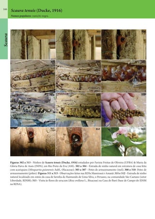 166
Figuras 302 a 313 - Ninhos de Scaura tenuis (Ducke, 1916) estudados por Favízia Freitas de Oliveira (UFBA) & Maria da
Glória Paiva de Assis (INPA), em Rio Preto da Eva (AM). 302 a 304 - Entrada de ninho natural em estrutura de casa feita
com acariquara (Minquartia guianensis Aubl., Olacaceae); 305 a 307 - Potes de armazenamento (mel); 308 a 310- Potes de
armazenamento (pólen). Figuras 311 a 313 - Observações feitas nas RDSs Mamirauá e Amanã: 311 e 312 - Entrada de ninho
natural localizado em esteio da casa de farinha do Raimundo de Lima Silva, o Peruano, na comunidade São Caetano (setor
Liberdade, RDSM); 313 - Visita às flores do urucum (Bixa orellana L., Bixaceae) na Casa do Baré (base de Campo do IDSM
na RDSA).
Scaura tenuis (Ducke, 1916)
Nomes populares: ramichi-negra.
Scaura
 