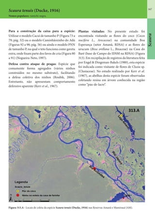 167
Scaura tenuis (Ducke, 1916)
Nomes populares: ramichi-negra.
Para a construção da caixa para a espécie:
Utilizar o modelo Cacuí de tamanho P (Figura 73 a
79; pág. 52) ou o modelo Caminhãozinho do Adú
(Figuras 92 a 98; pág. 56) ou ainda o modelo PNN
de tamanho P, na qual o teto funciona como gaveta
extra, onde fixam parte dos favos de cria (Figura 80
a 91) (Nogueira-Neto, 1997).
Defesa contra ataque de pragas: Espécie que
comumente forma agregados (vários ninhos
construídos no mesmo substrato), facilitando
a defesa coletiva dos ninhos (Roubik, 2006).
Entretanto, não apresentam comportamento
defensivo aparente (Kerr et al., 1967).
Plantas visitadas: No presente estudo foi
encontrada visitando as flores do coco (Cocos
nucifera L., Arecaceae) na comunidade Boa
Esperança (setor Amanã, RDSA) e as flores do
urucum (Bixa orellana L., Bixaceae) na Casa do
Baré (base de Campo do IDSM na RDSA) (Figura
313). Em recopilação de registros da literatura feita
por Engel & Dingeman-Bakels (1980), esta espécie
foi indicada como visitante de flores de Clusia sp.
(Clusiaceae). No estudo realizado por Kerr et al.
(1967), as abelhas desta espécie foram observadas
coletando resina em árvore conhecida na região
como “pau-de-lacre”.
Figura 313.A - Locais de coleta da espécie Scaura tenuis (Ducke, 1916) nas Reservas Amanã e Mamirauá (AM).
Scaura
 