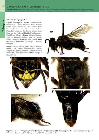 168
Distribuição geográfica:
Região Neotropical: Bolívia (Cochabamba);
Brasil (Acre, Amapá, Amazonas, Bahia, Espírito
Santo, Goiás, Maranhão, Mato Grosso, Mato
Grosso do Sul, Minas Gerais, Paraná, Pará,
Piauí, Rio Grande do Sul, Rio de Janeiro, Santa
Catarina, São Paulo); Colômbia (Cundinamarca,
Magdalena, Meta); Guiana (Potaro-Siparuni,
Alto Rio Demerara-Berbice, Alto Rio Takutu-
Upper Essequibo); Paraguai (Alto Paraná); Peru
(Huánuco); Suriname (Marowijne, Wanica);
Uruguai.
Fontes: Ducke (1902b, 1916, 1925); Schwarz
(1934, 1938, 1940); Nogueira-Neto (1970);
Vergara et al. (1986); Monteiro (1991); Gonçalves
et al. (1996); Nates-Parra et al. (2006); Camargo &
Pedro (2012).
Figuras 314 a 318 - Tetragona clavipes (Fabricius, 1804) (operária): 314 - Vista de perfil; 315 - Vista frontal da cabeça; 316
- Vista dorsal do tórax; 317 - Tíbia posterior; 318 - Vista dorsal do abdome.
Nomespopulares:vorá,vamos-embora,borá,i-kàikà(Camargo&Pedro,2012);jataizãoecola-cola;watawila(segundoíndiosYudja),amputxigagem
(segundo os índios Ikipeng (Kticao)), simbretx (segundo os índios Suiá), tapemon (segundo os índios Kaibi) (Monteiro, 1997; 2001).
Tetragona clavipes (Fabricius, 1804)
Tetragona
 