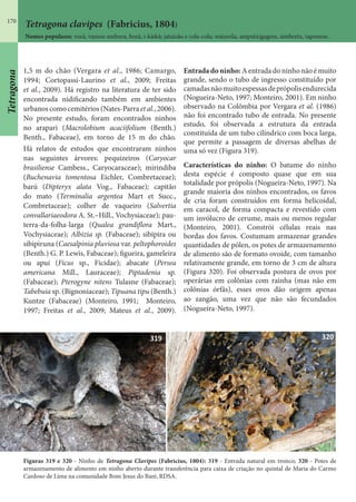 170
1,5 m do chão (Vergara et al., 1986; Camargo,
1994; Cortopassi-Laurino et al., 2009; Freitas
et al., 2009). Há registro na literatura de ter sido
encontrada nidificando também em ambientes
urbanoscomocemitérios(Nates-Parra et al.,2006).
No presente estudo, foram encontrados ninhos
no arapari (Macrolobium acaciifolium (Benth.)
Benth., Fabaceae), em torno de 15 m do chão.
Há relatos de estudos que encontraram ninhos
nas seguintes árvores: pequizeiros (Caryocar
brasiliense Cambess., Caryocaraceae); mirindiba
(Buchenavia tomentosa Eichler, Combretaceae);
barú (Dipteryx alata Vog., Fabaceae); capitão
do mato (Terminalia argentea Mart et Succ.,
Combretaceae); colher de vaqueiro (Salvertia
convallariaeodora A. St.–Hill., Vochysiaceae); pau-
terra-da-folha-larga (Qualea grandiflora Mart.,
Vochysiaceae); Albizia sp. (Fabaceae); sibipira ou
sibipiruna (Caesalpinia pluviosa var. peltophoroides
(Benth.) G. P. Lewis, Fabaceae); figueira, gameleira
ou apuí (Ficus sp., Ficidae); abacate (Persea
americana Mill., Lauraceae); Piptadenia sp.
(Fabaceae); Pterogyne nitens Tulasne (Fabaceae);
Tabebuia sp. (Bignoniaceae); Tipuana tipu (Benth.)
Kuntze (Fabaceae) (Monteiro, 1991; Monteiro,
1997; Freitas et al., 2009; Mateus et al., 2009).
Entradadoninho: A entrada do ninho não é muito
grande, sendo o tubo de ingresso constituído por
camadasnãomuitoespessasdeprópolisendurecida
(Nogueira-Neto, 1997; Monteiro, 2001). Em ninho
observado na Colômbia por Vergara et al. (1986)
não foi encontrado tubo de entrada. No presente
estudo, foi observada a estrutura da entrada
constituída de um tubo cilíndrico com boca larga,
que permite a passagem de diversas abelhas de
uma só vez (Figura 319).
Características do ninho: O batume do ninho
desta espécie é composto quase que em sua
totalidade por própolis (Nogueira-Neto, 1997). Na
grande maioria dos ninhos encontrados, os favos
de cria foram construídos em forma helicoidal,
em caracol, de forma compacta e revestido com
um invólucro de cerume, mais ou menos regular
(Monteiro, 2001). Constrói células reais nas
bordas dos favos. Costumam armazenar grandes
quantidades de pólen, os potes de armazenamento
de alimento são de formato ovoide, com tamanho
relativamente grande, em torno de 3 cm de altura
(Figura 320). Foi observada postura de ovos por
operárias em colônias com rainha (mas não em
colônias órfãs), esses ovos dão origem apenas
ao zangão, uma vez que não são fecundados
(Nogueira-Neto, 1997).
Figuras 319 e 320 - Ninho de Tetragona Clavipes (Fabricius, 1804): 319 - Entrada natural em tronco; 320 - Potes de
armazenamento de alimento em ninho aberto durante transferência para caixa de criação no quintal de Maria do Carmo
Cardoso de Lima na comunidade Bom Jesus do Baré, RDSA.
Tetragona clavipes (Fabricius, 1804)
Nomes populares: vorá, vamos-embora, borá, i-kàikà; jataizão e cola-cola; watawila, amputxigagem, simbretx, tapemon.
Tetragona
 