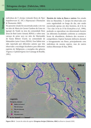 172
indivíduos de T. clavipes visitando flores de Piper
hispidinervum (C. DC.) (Piperaceae) (Thomazini
& Thomazini, 2002).
No presente estudo foi encontrada ainda e em voo
no sítio de Maria do Carmo Cardoso de Lima no
Igarapé do Veado na área da comunidade Bom
Jesus do Baré (setor Amanã, RDSA), e sobre uma
carcaça de peixe seco no sítio do Marisnaldo
de Souza Ribeiro (Cará), na comunidade de
Matusalém (setor Coraci, RDSA). Esse hábito tem
sido reportado por diferentes autores que têm
observado a necrofagia facultativa para diferentes
espécies de Meliponini, a exemplos dos gêneros
Trigona e Cephalotrigona (ver Camargo & Roubik,
1991).
Horário de visita às flores e outros: Em estudo
feito no Maranhão, T. clavipes foi observada com
certa regularidade ao longo do dia, não sendo
encontrada apenas em dois horários, de 6 hs às
7 hs e das 14 hs às 15 hs (Gonçalves et al., 1996),
podendo se especializar em determinado horário
em diferentes localidades conforme as condições
locais de abundância, distância dos recursos e
competidores. Espécie bastante defensiva durante
o forrageamento em flores, principalmente com
indivíduos da mesma espécie, mas de outros
ninhos (Biesmeijer & Slaa, 2004).
Figura 320.A - Locais de coleta da espécie Tetragona clavipes (Fabricius, 1804) na Reserva Amanã (AM).
Tetragona clavipes (Fabricius, 1804)
Nomes populares: vorá, vamos-embora, borá, i-kàikà; jataizão e cola-cola; watawila, amputxigagem, simbretx, tapemon.
Tetragona
 