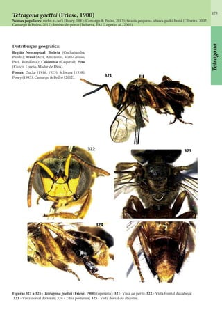 173
Tetragona goettei (Friese, 1900)
Nomes populares: mehr-xi-we’i (Posey, 1983; Camargo & Pedro, 2012); tataíra-pequena, shawa-puiki-buná (Oliveira, 2002;
Camargo & Pedro, 2012); lombo-de-porco (Belterra, PA) (Lopes et al., 2005)
Figuras 321 a 325 - Tetragona goettei (Friese, 1900) (operária): 321- Vista de perfil; 322 - Vista frontal da cabeça;
323 - Vista dorsal do tórax; 324 - Tíbia posterior; 325 - Vista dorsal do abdome.
Distribuição geográfica:
Região Neotropical: Bolívia (Cochabamba,
Pando); Brasil (Acre, Amazonas, Mato Grosso,
Pará, Rondônia); Colômbia (Caquetá); Peru
(Cuzco, Loreto, Madre de Dios).
Fontes: Ducke (1916, 1925); Schwarz (1938);
Posey (1983); Camargo & Pedro (2012).
Tetragona
 