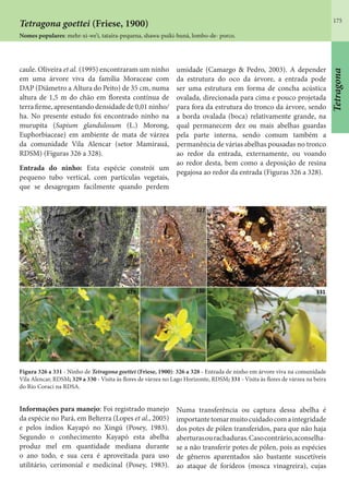 175
caule. Oliveira et al. (1995) encontraram um ninho
em uma árvore viva da família Moraceae com
DAP (Diâmetro a Altura do Peito) de 35 cm, numa
altura de 1,5 m do chão em floresta contínua de
terra firme, apresentando densidade de 0,01 ninho/
ha. No presente estudo foi encontrado ninho na
murupita (Sapium glandulosum (L.) Morong,
Euphorbiaceae) em ambiente de mata de várzea
da comunidade Vila Alencar (setor Mamirauá,
RDSM) (Figuras 326 a 328).
Entrada do ninho: Esta espécie constrói um
pequeno tubo vertical, com partículas vegetais,
que se desagregam facilmente quando perdem
umidade (Camargo & Pedro, 2003). A depender
da estrutura do oco da árvore, a entrada pode
ser uma estrutura em forma de concha acústica
ovalada, direcionada para cima e pouco projetada
para fora da estrutura do tronco da árvore, sendo
a borda ovalada (boca) relativamente grande, na
qual permanecem dez ou mais abelhas guardas
pela parte interna, sendo comum também a
permanência de várias abelhas pousadas no tronco
ao redor da entrada, externamente, ou voando
ao redor desta, bem como a deposição de resina
pegajosa ao redor da entrada (Figuras 326 a 328).
Tetragona goettei (Friese, 1900)
Nomes populares: mehr-xi-we’i, tataíra-pequena, shawa-puiki-buná, lombo-de- porco.
Figura 326 a 331 - Ninho de Tetragona goettei (Friese, 1900): 326 a 328 - Entrada de ninho em árvore viva na comunidade
Vila Alencar, RDSM; 329 a 330 - Visita às flores de várzea no Lago Horizonte, RDSM; 331 - Visita às flores de várzea na beira
do Rio Coraci na RDSA.
Informações para manejo: Foi registrado manejo
da espécie no Pará, em Belterra (Lopes et al., 2005)
e pelos índios Kayapó no Xingú (Posey, 1983).
Segundo o conhecimento Kayapó esta abelha
produz mel em quantidade mediana durante
o ano todo, e sua cera é aproveitada para uso
utilitário, cerimonial e medicinal (Posey, 1983).
Numa transferência ou captura dessa abelha é
importantetomarmuitocuidadocomaintegridade
dos potes de pólen transferidos, para que não haja
aberturasourachaduras.Casocontrário,aconselha-
se a não transferir potes de pólen, pois as espécies
de gêneros aparentados são bastante suscetíveis
ao ataque de forídeos (mosca vinagreira), cujas
Tetragona
 