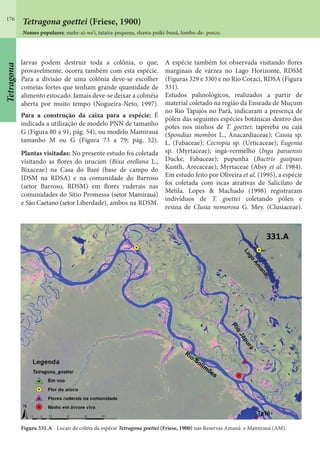 176
Tetragona goettei (Friese, 1900)
Nomes populares: mehr-xi-we’i, tataíra-pequena, shawa-puiki-buná, lombo-de- porco.
larvas podem destruir toda a colônia, o que,
provavelmente, ocorra também com esta espécie.
Para a divisão de uma colônia deve-se escolher
comeias fortes que tenham grande quantidade de
alimento estocado. Jamais deve-se deixar a colméia
aberta por muito tempo (Nogueira-Neto, 1997).
Para a construção da caixa para a espécie: É
indicada a utilização de modelo PNN de tamanho
G (Figura 80 a 91; pág. 54), ou modelo Mamirauá
tamanho M ou G (Figura 73 a 79; pág. 52).
Plantas visitadas: No presente estudo foi coletada
visitando as flores do urucum (Bixa orellana L.,
Bixaceae) na Casa do Baré (base de campo do
IDSM na RDSA) e na comunidade do Barroso
(setor Barroso, RDSM) em flores ruderais nas
comunidades do Sítio Promessa (setor Mamirauá)
e São Caetano (setor Liberdade), ambos na RDSM.
A espécie também foi observada visitando flores
marginais de várzea no Lago Horizonte, RDSM
(Figuras 329 e 330) e no Rio Coraci, RDSA (Figura
331).
Estudos palinológicos, realizados a partir de
material coletado na região da Enseada de Muçum
no Rio Tapajós no Pará, indicaram a presença de
pólen das seguintes espécies botânicas dentro dos
potes nos ninhos de T. goettei: taperebá ou cajá
(Spondias mombin L., Anacardiaceae); Cassia sp.
L. (Fabaceae); Cecropia sp. (Urticaceae); Eugenia
sp. (Myrtaceae); ingá-vermelho (Inga paraensis
Ducke, Fabaceae); pupunha (Bactris gasipaes
Kunth, Arecaceae); Myrtaceae (Absy et al. 1984).
Em estudo feito por Oliveira et al. (1995), a espécie
foi coletada com iscas atrativas de Salicilato de
Metila. Lopes & Machado (1998) registraram
indivíduos de T. goettei coletando pólen e
resina de Clusia nemorosa G. Mey. (Clusiaceae).
Figura 331.A - Locais de coleta da espécie Tetragona goettei (Friese, 1900) nas Reservas Amanã e Mamirauá (AM).
Tetragona
 