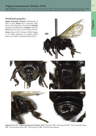 177Trigona amazonensis (Ducke, 1916)
Nomes populares: abeja-arambaso, amo, corta-pelo (Rasmussen & Castillo, 2003); xupé-grande, xupé-mangangá, mangangá, txashku-
buiki, arapuá-preto-médio, abelha-cu-de-vaca, nawa-bakû, ku-krãi-ti, abeja-arambaso, amo, corta-pelo (Camargo & Pedro, 2012).
Figuras 332 a 336 - Trigona amazonensis (Ducke, 1916) (operária): 332 - Vista de perfil; 333 - Vista frontal da cabeça;
334 - Vista dorsal do tórax; 335 - Tíbia posterior; 336 - Vista dorsal do abdome.
Distribuição geográfica:
Região Neotropical: Bolívia (Cochabamba, El
Beni, La Paz); Brasil (Acre, Amazonas, Mato
Grosso, Pará, Rondônia, Tocantins); Colômbia
(Caquetá, Cundinamarca); Equador (Pastaza);
Peru (Huánuco, Junín, Loreto, Madre de Dios).
Fontes: Ducke (1925); Schwarz (1948); Vergara
et al. (1986); Ramussen & Castillo (2003);
Santos et al. (2004); Camargo & Pedro (2012).
Trigona
 