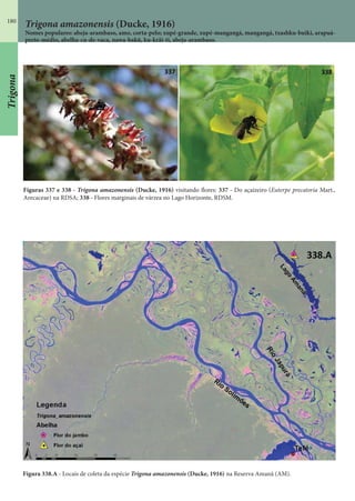 180
Trigona amazonensis (Ducke, 1916)
Nomes populares: abeja-arambaso, amo, corta-pelo; xupé-grande, xupé-mangangá, mangangá, txashku-buiki, arapuá-
preto-médio, abelha-cu-de-vaca, nawa-bakû, ku-krãi-ti, abeja-arambaso.
Figura 338.A - Locais de coleta da espécie Trigona amazonensis (Ducke, 1916) na Reserva Amanã (AM).
Figuras 337 e 338 - Trigona amazonensis (Ducke, 1916) visitando flores: 337 - Do açaizeiro (Euterpe precatoria Mart.,
Arecaceae) na RDSA; 338 - Flores marginais de várzea no Lago Horizonte, RDSM.
Trigona
 