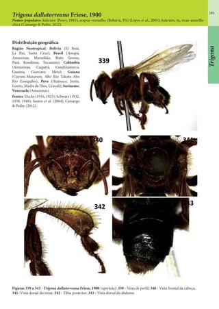 181
Nomes populares: kukraire (Posey, 1983); arapuá-vermelha (Belterra, PA) (Lopes et al., 2005); kukraire, tu, sicae-amarilla-
chica (Camargo & Pedro, 2012).
Figuras 339 a 343 - Trigona dallatorreana Friese, 1900 (operária): 339 - Vista de perfil; 340 - Vista frontal da cabeça;
341- Vista dorsal do tórax; 342 - Tíbia posterior; 343 - Vista dorsal do abdome.
Distribuição geográfica:
Região Neotropical: Bolívia (El Beni,
La Paz, Santa Cruz); Brasil (Amapá,
Amazonas, Maranhão, Mato Grosso,
Pará, Rondônia, Tocantins); Colômbia
(Amazonas, Caquetá, Cundinamarca,
Guainía, Guaviare, Meta); Guiana
(Cuyuni-Mazaruni, Alto Rio Takutu-Alto
Rio Essequibo); Peru (Huánuco, Junín,
Loreto, Madre de Dios, Ucayali); Suriname;
Venezuela (Amazonas).
Fontes: Ducke (1916, 1925); Schwarz (1932,
1938, 1948); Santos et al. (2004); Camargo
& Pedro (2012).
Trigona dallatorreana Friese, 1900
Trigona
 