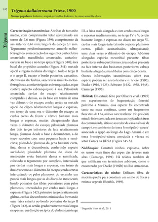 182
Trigona dallatorreana Friese, 1900
Nomes populares: kukraire, arapuá-vermelha, kukraire, tu, sicae-amarilla-chica.
Caracterização taxonômica: Abelhas de tamanho
médio, com comprimento total aproximado em
torno de 7,6 mm (Figura 339); comprimento da
asa anterior 6,65 mm; largura da cabeça 3,1 mm.
Tegumento predominantemente amarelo-méleo-
ferrugíneo, com exceção das seguintes partes: labro
amarelado; mandíbulas amareladas, castanho-
escuras na base e no terço apical (Figura 340); área
basal do propódeo castanha (Figura 341); metade
apical e região mediana do tergo I, todo o tergo II
e o tergo II, exceto o bordo posterior, castanhos.
Membranaalarhialina,asnervurasamarelo-méleo-
ferrugíneas, as microtríquias esbranquiçadas, oque
confere aspecto esbranquiçado à asa. Pilosidade
amarelada; cerdas do escapo relativamente
compridas e densas, as da base em torno de uma
vez diâmetro do escapo; cerdas eretas na metade
apical do clípeo relativamente longas e esparsas,
em torno de uma vez o diâmetro do escapo; as
cerdas eretas da fronte e vértice bastante mais
longas e espessas, muitas ultrapassando duas
vezes o diâmetro do escapo; pilosidade plumosa
dos dois terços inferiores da face relativamente
longa, plumosa desde a base e decumbente, a do
terço superior com uma pequena haste e semi-
ereta; pilosidade plumosa da gena bastante curta,
fina, densa e decumbente, conferindo aspecto
aveludado; pilosidade plumosa do disco do
mesoscuto ereta bastante densa e ramificada,
cobrindo o tegumento por completo, intercalada
por cerdas mais longas e espessas, em torno de
duas vez e meia o diâmetro do escapo; cerdas eretas
intercalando os pelos plumosos do escutelo, um
pouco mais longas que as do disco do mesoscuto;
bordo posterior das tíbias posteriores com pelos
plumosos, intercalados por cerdas mais longas e
espessas (Figura 342); primeiro tergo praticamente
glabro, cerdas decumbentes minúsculas formando
uma faixa estreita no bordo posterior do tergo II
(Figura 343), as cerdas gradativamente mais longas
eespessas,emdireçãoaoápicedoabdome;notergo
III, a faixa mais alargada e com cerdas mais longas
e espessas medianamente; no tergo IV e V, cerdas
bastante longas e espessas no disco; no tergo VI,
cerdas mais longas intercalando os pelos plumosos
curtos, pálido acastanhados, ultrapassando
uma duas vezes o diâmetro do escapo. Abdome
alongado; esporão mesotibial presente; tíbias
posteriores subraquetiformes; área sedosa presente
na face interna dos basitarsos posteriores; cabeça
bastante alargada; mandíbulas com cinco dentes.
Outras informações taxonômicas sobre esta
espécie podem ser encontradas em Friese (1900),
Ducke (1916, 1925), Schwarz (1932, 1938, 1948),
Camargo (1996).
Hábitat: Em estudo feito por Oliveira et al. (1995)
em experimentos de fragmentação florestal
próximo a Manaus, essa espécie foi encontrada
tanto na mata contínua, como em fragmentos
florestaisde1ha,ambosnaterrafirme. Nopresente
estudo foi encontrada em áreas antropizadas (áreas
da comunidade, sítios e ao redor da casa na base de
campo), em ambiente de terra firme/paleo-várzea1
associada a igapó ao longo do Lago Amanã e em
terra firme/paleo-várzea associada a várzea no
setor Coraci na RDSA (Figura 345.A).
Nidificação: Constrói ninhos expostos, sobre
os ramos mais finos das copas das árvores mais
altas (Camargo, 1994). Há relatos também de
que nidificam em termiteiros arbóreos, como o
encontrado por Ducke (1902b) no Rio Amazonas.
Características do ninho: Utilizam fibra de
madeira podre para construir um ninho de fibras e
resinas vegetais (Roubik, 1989).
1
Segundo Irion et al., 2011
Trigona
 