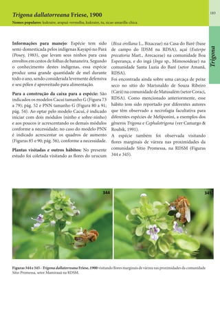 183
Informações para manejo: Espécie tem sido
semi-domesticada pelos indígenas Kayapó no Pará
(Posey, 1983), que levam seus ninhos para casa
envoltos em cestos de folhas de bananeira. Segundo
o conhecimento destes indígenas, essa espécie
produz uma grande quantidade de mel durante
todo o ano, sendo considerada levemente defensiva
e seu pólen é aproveitado para alimentação.
Para a construção da caixa para a espécie: São
indicados os modelos Cacuí tamanho G (Figura 73
a 79); pág. 52 e PNN tamanho G (Figura 80 a 91;
pág. 54). Ao optar pelo modelo Cacuí, é indicado
iniciar com dois módulos (ninho e sobre-ninho)
e aos poucos ir acrescentando os demais módulos
conforme a necessidade; no caso do modelo PNN
é indicado acrescentar os quadros de aumento
(Figuras 85 e 90; pág. 56), conforme a necessidade.
Plantas visitadas e outros hábitos: No presente
estudo foi coletada visitando as flores do urucum
(Bixa orellana L., Bixaceae) na Casa do Baré (base
de campo do IDSM na RDSA), açaí (Euterpe
precatoria Mart., Arecaceae) na comunidade Boa
Esperança, e do ingá (Inga sp., Mimosoideae) na
comunidade Santa Luzia do Baré (setor Amanã,
RDSA).
Foi encontrada ainda sobre uma carcaça de peixe
seco no sítio do Marisnaldo de Souza Ribeiro
(Cará)nacomunidadedeMatusalém(setorCoraci,
RDSA). Como mencionado anteriormente, esse
hábito tem sido reportado por diferentes autores
que têm observado a necrofagia facultativa para
diferentes espécies de Meliponini, a exemplos dos
gêneros Trigona e Cephalotrigona (ver Camargo &
Roubik, 1991).
A espécie também foi observada visitando
flores marginais de várzea nas proximidades da
comunidade Sítio Promessa, na RDSM (Figuras
344 e 345).
Figuras 344 e 345 - Trigona dallatorreana Friese, 1900 visitando flores marginais de várzea nas proximidades da comunidade
Sítio Promessa, setor Mamirauá na RDSM.
Trigona dallatorreana Friese, 1900
Nomes populares: kukraire, arapuá-vermelha, kukraire, tu, sicae-amarilla-chica.
Trigona
 