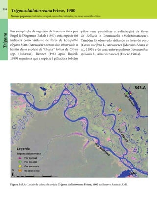 184
Trigona dallatorreana Friese, 1900
Nomes populares: kukraire, arapuá-vermelha, kukraire, tu, sicae-amarilla-chica.
Em recopilação de registros da literatura feita por
Engel & Dingeman-Bakels (1980), esta espécie foi
indicada como visitante de flores de Hyospathe
elegans Mart. (Arecaceae), tendo sido observado o
hábito dessa espécie de “chupar” folhas de Citrus
spp. (Rutaceae). Renner (1983 apud Roubik
1989) menciona que a espécie é pilhadora (obtém
Figura 345.A - Locais de coleta da espécie Trigona dallatorreana Friese, 1900 na Reserva Amanã (AM).
pólen sem possibilitar a polinização) de flores
de Bellucia e Desmoscelis (Melastomataceae).
Também foi observada visitando as flores do coco
(Cocos nucifera L., Arecaceae) (Marques-Souza et
al., 1995) e do amaranto-espinhoso (Amaranthus
spinosus L., Amaranthaceae) (Ducke, 1902a).
Trigona
 