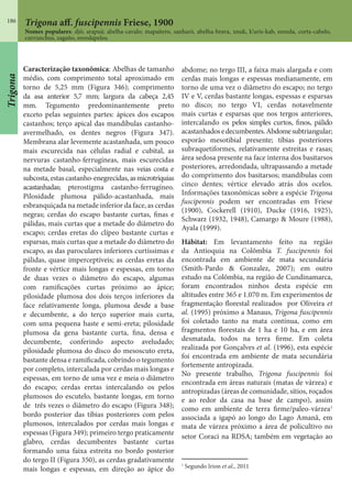 186 Trigona aff. fuscipennis Friese, 1900
Nomes populares: djô; arapuá; abelha-cavalo; mapaitero, sanharó, abelha-brava, xnuk, k’uris-kab, enreda, corta-cabelo,
currunchus, zagaño, enredapelos.
Caracterização taxonômica: Abelhas de tamanho
médio, com comprimento total aproximado em
torno de 5,25 mm (Figura 346); comprimento
da asa anterior 5,7 mm; largura da cabeça 2,45
mm. Tegumento predominantemente preto
exceto pelas seguintes partes: ápices dos escapos
castanhos; terço apical das mandíbulas castanho-
avermelhado, os dentes negros (Figura 347).
Membrana alar levemente acastanhada, um pouco
mais escurecida nas células radial e cubital, as
nervuras castanho-ferrugíneas, mais escurecidas
na metade basal, especialmente nas veias costa e
subcosta, estas castanho-enegrecidas, asmicrotríquias
acastanhadas; pterostigma castanho-ferrugíneo.
Pilosidade plumosa pálido-acastanhada, mais
esbranquiçada na metade inferior da face, as cerdas
negras; cerdas do escapo bastante curtas, finas e
pálidas, mais curtas que a metade do diâmetro do
escapo; cerdas eretas do clípeo bastante curtas e
esparsas, mais curtas que a metade do diâmetro do
escapo, as das paroculares inferiores curtíssimas e
pálidas, quase imperceptíveis; as cerdas eretas da
fronte e vértice mais longas e espessas, em torno
de duas vezes o diâmetro do escapo, algumas
com ramificações curtas próximo ao ápice;
pilosidade plumosa dos dois terços inferiores da
face relativamente longa, plumosa desde a base
e decumbente, a do terço superior mais curta,
com uma pequena haste e semi-ereta; pilosidade
plumosa da gena bastante curta, fina, densa e
decumbente, conferindo aspecto aveludado;
pilosidade plumosa do disco do mesoscuto ereta,
bastante densa e ramificada, cobrindo o tegumento
por completo, intercalada por cerdas mais longas e
espessas, em torno de uma vez e meia o diâmetro
do escapo; cerdas eretas intercalando os pelos
plumosos do escutelo, bastante longas, em torno
de três vezes o diâmetro do escapo (Figura 348);
bordo posterior das tíbias posteriores com pelos
plumosos, intercalados por cerdas mais longas e
espessas (Figura 349); primeiro tergo praticamente
glabro, cerdas decumbentes bastante curtas
formando uma faixa estreita no bordo posterior
do tergo II (Figura 350), as cerdas gradativamente
mais longas e espessas, em direção ao ápice do
abdome; no tergo III, a faixa mais alargada e com
cerdas mais longas e espessas medianamente, em
torno de uma vez o diâmetro do escapo; no tergo
IV e V, cerdas bastante longas, espessas e esparsas
no disco; no tergo VI, cerdas notavelmente
mais curtas e esparsas que nos tergos anteriores,
intercalando os pelos simples curtos, finos, pálido
acastanhadosedecumbentes.Abdomesubtriangular;
esporão mesotibial presente; tíbias posteriores
subraquetiformes, relativamente estreitas e rasas;
área sedosa presente na face interna dos basitarsos
posteriores, arredondada, ultrapassando a metade
do comprimento dos basitarsos; mandíbulas com
cinco dentes; vértice elevado atrás dos ocelos.
Informações taxonômicas sobre a espécie Trigona
fuscipennis podem ser encontradas em Friese
(1900), Cockerell (1910), Ducke (1916, 1925),
Schwarz (1932, 1948), Camargo & Moure (1988),
Ayala (1999).
Hábitat: Em levantamento feito na região
da Antioquia na Colômbia T. fuscipennis foi
encontrada em ambiente de mata secundária
(Smith-Pardo & Gonzalez, 2007); em outro
estudo na Colômbia, na região de Cundinamarca,
foram encontrados ninhos desta espécie em
altitudes entre 365 e 1.070 m. Em experimentos de
fragmentação florestal realizados por Oliveira et
al. (1995) próximo a Manaus, Trigona fuscipennis
foi coletado tanto na mata contínua, como em
fragmentos florestais de 1 ha e 10 ha, e em área
desmatada, todos na terra firme. Em coleta
realizada por Gonçalves et al. (1996), esta espécie
foi encontrada em ambiente de mata secundária
fortemente antropizada.
No presente trabalho, Trigona fuscipennis foi
encontrada em áreas naturais (matas de várzea) e
antropizadas (áreas de comunidade, sítios, roçados
e ao redor da casa na base de campo), assim
como em ambiente de terra firme/paleo-várzea1
associada a igapó ao longo do Lago Amanã, em
mata de várzea próximo a área de policultivo no
setor Coraci na RDSA; também em vegetação ao
1
Segundo Irion et al., 2011
Trigona
 