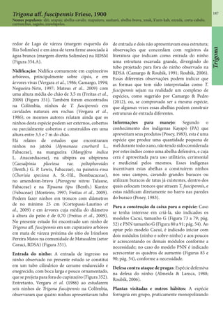 187Trigona aff. fuscipennis Friese, 1900
Nomes populares: djô; arapuá; abelha-cavalo; mapaitero, sanharó, abelha-brava, xnuk, k’uris-kab, enreda, corta-cabelo,
currunchus, zagaño, enredapelos.
redor de Lago de várzea (margem esquerda do
Rio Solimões) e em área de terra firme associada à
água branca (margem direita Solimões) na RDSM
(Figura 354.A).
Nidificação: Nidifica comumente em cupinzeiros
arbóreos, principalmente sobre cipós, e em
árvores vivas (Vergara et al., 1986; Camargo, 1994;
Nogueira-Neto, 1997; Mateus et al., 2009) com
uma altura média do chão de 3,5 m (Freitas et al.,
2009) (Figura 351). Também foram encontrados
na Colômbia, ninhos de T. fuscipennis em
cavidades naturais em rochas (Vergara et al.,
1986); os mesmos autores relatam ainda que os
ninhos desta espécie podem ser externos, cobertos
ou parcialmente cobertos e construídos em uma
altura entre 3,5 e 7 m do chão.
Há relatos de estudos que encontraram
ninhos no jatobá (Hymenaea courbaril L.,
Fabaceae), na mangueira (Mangifera indica
L. Anacardiaceae), na sibipira ou sibipiruna
(Caesalpinia pluviosa var. peltophoroides
(Benth.) G. P. Lewis, Fabaceae), na paineira-rosa
(Chorisia speciosa A. St.-Hil., Bombacaceae),
no amendoim-bravo (Pterogyne nitens Tulasne,
Fabaceae) e na Tipuana tipu (Benth.) Kuntze
(Fabaceae) (Monteiro, 1997; Freitas et al., 2009).
Podem fazer ninhos em troncos com diâmetros
de no mínimo 25 cm (Cortopassi-Laurino et
al., 2009) e em árvores cuja média do diâmetro
à altura do peito é de 0,70 (Freitas et al., 2009).
No presente estudo foi encontrado um ninho de
Trigona aff. fuscipennis em um cupinzeiro arbóreo
em mata de várzea próxima do sítio do Irinelson
Pereira Matos na comunidade de Matusalém (setor
Coraci, RDSA) (Figura 351).
Entrada do ninho: A entrada de ingresso no
ninho observado no presente estudo se constitui
em um tubo cilíndrico de cerume endurecido e
enegrecido, com boca larga e pouco ornamentado,
que se projeta para fora do cupinzeiro (Figura 352).
Entretanto, Vergara et al. (1986) ao estudarem
seis ninhos de Trigona fuscipennis na Colômbia,
observaram que quatro ninhos apresentavam tubo
de entrada e dois não apresentavam essa estrutura;
observações que concordam com registros da
literatura que indicam como entrada do ninho
uma estrutura escavada grande, divergindo do
tubo projetado para fora do ninho observado na
RDSA (Camargo & Roubik, 1991; Roubik, 2006).
Essas diferentes observações podem indicar que
as formas que tem sido interpretadas como T.
fuscipennis sejam na realidade um complexo de
espécies, como sugerido por Camargo & Pedro
(2012), ou, se comprovado ser a mesma espécie,
que algumas vezes essas abelhas podem construir
estruturas de entrada diferentes.
Informações para manejo: Segundo o
conhecimento dos indígenas Kayapó (PA) que
aproveitam seus produtos (Posey, 1983), esta é uma
espécie que produz uma quantidade pequena de
meldurantetodooano,nãotendosidoconsiderada
por estes índios como uma abelha defensiva, e cuja
cera é aproveitada para uso utilitário, cerimonial
e medicinal pelos mesmos. Esses indígenas
incentivam estas abelhas a construírem ninhos
nos seus campos, cavando grandes buracos ou
utilizam buracos de tatus já existentes, dentro dos
quais colocam troncos que atraem T. fuscipennis, e
estas nidificam diretamente no barro nas paredes
do buraco (Posey, 1983).
Para a construção da caixa para a espécie: Caso
se tenha interesse em criá-la, são indicados os
modelos Cacuí, tamanho G (Figura 73 a 79; pág.
52) e PNN tamanho G (Figura 80 a 91; pág. 54). Ao
optar pelo modelo Cacuí, é indicado iniciar com
dois módulos (ninho e sobre-ninho) e aos poucos
ir acrescentando os demais módulos conforme a
necessidade; no caso do modelo PNN é indicado
acrescentar os quadros de aumento (Figuras 85 e
90; pág. 54), conforme a necessidade.
Defesa contra ataque de pragas: Espécie defensiva
na defesa do ninho (Almeida & Laroca, 1988;
Roubik, 2006).
Plantas visitadas e outros hábitos: A espécie
forrageia em grupo, praticamente monopolizando
Trigona
 