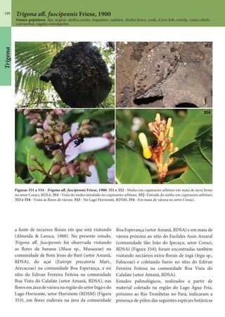 188 Trigona aff. fuscipennis Friese, 1900
Nomes populares: djô; arapuá; abelha-cavalo; mapaitero, sanharó, abelha-brava, xnuk, k’uris-kab, enreda, corta-cabelo,
currunchus, zagaño, enredapelos.
a fonte de recursos florais em que está visitando
(Almeida & Laroca, 1988). No presente estudo,
Trigona aff. fuscipennis foi observada visitando
as flores da banana (Musa sp., Musaceae) na
comunidade de Bom Jesus do Baré (setor Amanã,
RDSA), do açaí (Euterpe precatoria Mart.,
Arecaceae) na comunidade Boa Esperança, e no
sítio do Edivan Ferreira Feitosa na comunidade
Boa Vista do Calafate (setor Amanã, RDSA), nas
flores em área de várzea na região do setor Ingá e do
Lago Horizonte, setor Horizonte (RDSM) (Figura
353), em flores ruderais na área da comunidade
Figuras 351 a 354 - Trigona aff. fuscipennis Friese, 1900: 351 e 352 - Ninho em cupinzeiro arbóreo em mata de terra firme
no setor Coraci, RDSA; 351 - Vista do ninho instalado no cupinzeiro arbóreo. 352- Entrada do ninho em cupinzeiro arbóreo;
353 e 354 - Visita às flores de várzea: 353 - No Lago Horizonte, RDSM; 354 - Em mata de várzea no setor Coraci.
Boa Esperança (setor Amanã, RDSA) e em mata de
várzea próxima ao sítio do Euclides Assis Amaral
(comunidade São João do Ipecaçu, setor Coraci,
RDSA) (Figura 354); foram encontradas também
visitando nectários extra-florais de ingá (Inga sp.,
Fabaceae) e coletando barro no sítio do Edivan
Ferreira Feitosa na comunidade Boa Vista do
Calafate (setor Amanã, RDSA).
Estudos palinológicos, realizados a partir de
material coletado na região do Lago Água Fria,
próximo ao Rio Trombetas no Pará, indicaram a
presença de pólen das seguintes espécies botânicas
Trigona
 