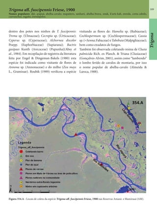 189
dentro dos potes nos ninhos de T. fuscipennis:
Trema sp. (Ulmaceae); Cecropia sp. (Urticaceae);
Cyperus sp. (Cyperaceae); Alchornea discolor
Poepp. (Euphorbiaceae) (Supiarana); Bactris
gasipaes Kunth (Arecaceae) (Pupunha)(Absy et
al., 1984). Em recopilação de registros da literatura
feita por Engel & Dingeman-Bakels (1980) esta
espécie foi indicada como visitante de flores de
Annona sp. (Annonaceae) e do milho (Zea mays
L., Graminae). Roubik (1989) verificou a espécie
visitando as flores de: Hamelia sp. (Rubiaceae);
Cochlospermum sp. (Cochlospermaceae); Cassia
sp.(=Senna;Fabaceae)e Tabebuia(Malpighiaceae);
bem como exudatos de fungos.
Também foi observada coletando resina de Clusia
palmicida Rich. ex Planch. & Triana (Clusiaceae)
(Gonçalves-Alvim, 2001), assim como “lambendo”
o lombo ferido de cavalos de montaria, por isso
o nome popular de abelha-cavalo (Almeida &
Laroca, 1988).
Figura 354.A - Locais de coleta da espécie Trigona aff. fuscipennis Friese, 1900 nas Reservas Amanã e Mamirauá (AM).
Trigona aff. fuscipennis Friese, 1900
Nomes populares: djô; arapuá; abelha-cavalo; mapaitero, sanharó, abelha-brava, xnuk, k’uris-kab, enreda, corta-cabelo,
currunchus, zagaño, enredapelos.
Trigona
 