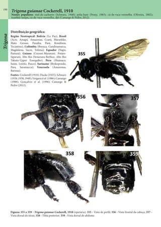 190
Trigona guianae Cockerell, 1910
Nomes populares: mel-de-cachorro (Schwarz, 1948); pyka-kam (Posey, 1983); cú-de-vaca-vermelha (Oliveira, 2002);
txashkû-taxipa, cu-de-vaca-vermelha, djô (Camargo & Pedro, 2012).
Figuras 355 a 359 - Trigona guianae Cockerell, 1910 (operária): 355 - Vista de perfil; 356 - Vista frontal da cabeça; 357 -
Vista dorsal do tórax; 358 - Tíbia posterior; 359 - Vista dorsal do abdome.
Distribuição geográfica:
Região Neotropical: Bolívia (La Paz); Brasil
(Acre, Amapá, Amazonas, Ceará, Maranhão,
Mato Grosso, Paraíba, Pará, Rondônia,
Tocantins); Colômbia (Boyaca, Cundinamarca,
Magdalena, Sucre, Tolima); Equador (Napo,
Pastaza); Guiana (Cuyuni-Mazaruni, Potaro-
Siparuni, Alto Rio Demerara-Berbice, Alto Rio
Takutu-Upper Essequibo); Peru (Huánuco,
Junín, Loreto, Pasco); Suriname (Brokopondo,
Para, Saramacca); Venezuela (Amazonas,
Barinas).
Fontes: Cockerell (1910); Ducke (1925); Schwarz
(1934,1938,1948);Vergaraetal.(1986);Camargo
(1988); Gonçalves et al. (1996); Camargo &
Pedro (2012).
Trigona
 