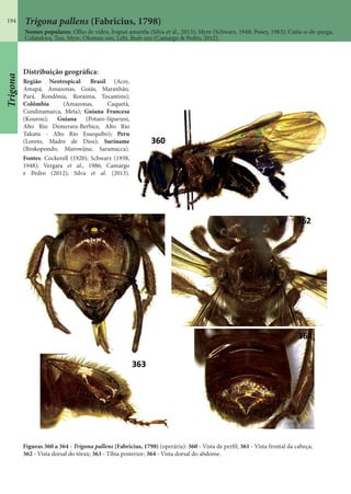 194 Trigona pallens (Fabricius, 1798)
Nomes populares: Olho de vidro, Irapuá amarela (Silva et al., 2013); Myre (Schwarz, 1948; Posey, 1983); Cutia-o-de-purga,
Colatakwa, Tuu, Myre, Oloman-oni, Lebi, Redi-oni (Camargo & Pedro, 2012).
Figuras 360 a 364 - Trigona pallens (Fabricius, 1798) (operária): 360 - Vista de perfil; 361 - Vista frontal da cabeça;
362 - Vista dorsal do tórax; 363 - Tíbia posterior; 364 - Vista dorsal do abdome.
Distribuição geográfica:
Região Neotropical: Brasil (Acre,
Amapá, Amazonas, Goiás, Maranhão,
Pará, Rondônia, Roraima, Tocantins);
Colômbia (Amazonas, Caquetá,
Cundinamarca, Meta); Guiana Francesa
(Kourou); Guiana (Potaro-Siparuni,
Alto Rio Demerara-Berbice, Alto Rio
Takutu - Alto Rio Essequibo); Peru
(Loreto, Madre de Dios); Suriname
(Brokopondo, Marowijne, Saramacca).
Fontes: Cockerell (1920); Schwarz (1938,
1948); Vergara et al., 1986; Camargo
e Pedro (2012); Silva et al. (2013).
Trigona
 