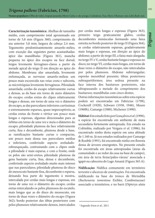 195
Trigona pallens (Fabricius, 1798)
Nomespopulares:Olhodevidro,Irapuáamarela;Myre;Cutia-o-de-purga,Colatakwa,Tuu,Myre,Oloman-oni,Lebi,Redi-oni.
Caracterização taxonômica: Abelhas de tamanho
médio, com comprimento total aproximado em
torno de 5,8 mm (Figura 360); comprimento da
asa anterior 5,8 mm; largura da cabeça 2,4 mm.
Tegumento predominantemente amarelo-méleo,
com exceção das seguintes partes acastanhadas:
ápice das mandíbulas (Figura 361), mancha
pequena no ápice dos escapos na face dorsal;
tergos levemente ferrugíneo-claros a partir da
metade apical do tergo II em direção ao ápice do
abdome. Membrana alar amarelada, levemente
enfumaçada, as nervuras amarelo-méleas um
pouco mais escurecida nas veias costa e subcosta,
as microtríquias levemente ferrugíneas. Pilosidade
amarelada; cerdas do escapo relativamente curtas
e densas, as da base em torno de meio diâmetro
do escapo; cerdas eretas do clípeo relativamente
longas e densas, em torno de uma vez o diâmetro
do escapo, as das paroculares inferiores curtíssimas
e extremamente esparsas, quase imperceptíveis; as
cerdas eretas da fronte e vértice um pouco mais
longas e espessas, algumas direcionadas para as
órbitas em torno de uma vez e meia o diâmetro do
escapo; pilosidade plumosa da face relativamente
curta, fina e decumbente, plumosa desde a base,
as ramificações bastante curtas e compactas,
um pouco mais densa nas paroculares médias
e inferiores, conferindo aspecto aveludado-
esbranquiçado, contrastando com o clípeo onde
a pilosidade é mais esparsa, e com a fronte, onde
os pelos são semi-eretos; pilosidade plumosa da
gena bastante curta, fina, densa e decumbente,
conferindo aspecto aveludado muito mais intenso
que nas paroculares; pilosidade plumosa do disco
do mesoscuto bastante fina, decumbente e esparsa,
deixando boa parte do tegumento à mostra,
intercalada por cerdas mais longas e espessas, em
torno de uma vez o diâmetro do escapo; cerdas
eretas intercalando os pelos plumosos do escutelo,
mais longas que as do disco do mesoscuto, em
torno de duas vezes o diâmetro do escapo (Figura
362); bordo posterior das tíbias posteriores com
pelos plumosos relativamente densos, intercalados
por cerdas mais longas e espessas (Figura 363);
primeiro tergo praticamente glabro, cerdas
decumbentes minúsculas formando uma faixa
estreita no bordo posterior do tergo II (Figura 364),
as cerdas relativamente esparsas, gradativamente
mais longas e espessas, em direção ao ápice do
abdome; a partir do tergo III, a faixa mais alargada;
no tergo IV e V, cerdas bastante longas e espessas no
disco; no tergo VI, cerdas mais longas, em torno de
duas vezes o diâmetro do escapo, não intercaladas
por pelos plumosos. Abdome subtriangular;
esporão mesotibial presente; tíbias posteriores
subraquetiformes; área sedosa presente na
face interna dos basitarsos posteriores, não
ultrapassando a metade do comprimento dos
basitarsos; mandíbulas com cinco dentes.
Outras informações taxonômicas sobre esta espécie
podem ser encontradas em Fabricius (1798),
Cockerell (1920), Schwarz (1938, 1948), Moure
(1960b), Camargo (1988), Michener (1990).
Hábitat:EmestudofeitoporGonçalvesetal.(1996),
a espécie foi encontrada em ambiente de mata
secundária fortemente antropizada. Em estudo na
Colômbia, realizado por Vergara et al. (1986), foi
encontrado ninho desta espécie em uma altitude
de 1.160 m. Já nos estudos realizados por Camargo
& Roubik (1991), foi encontrado ninho em floresta
densa de árvores emergentes. No presente estudo
foi encontrada em áreas antropizadas (áreas da
comunidade e ao redor da casa na base de campo),
em área de terra firme/paleo-várzea1
associada a
igapó na cabeceira do Lago Amanã (Figura 365.A).
Nidificação: Nidifica comumente em termiteiro
terrestre e alicerces de construções. Foi encontrada
nidificando na base do tronco de Mirindiba
(Buchenavia tomentosa Eichler, Combretaceae)
associado a termiteiros, e no barú (Dipteryx alata
1
Segundo Irion et al., 2011
Trigona
 