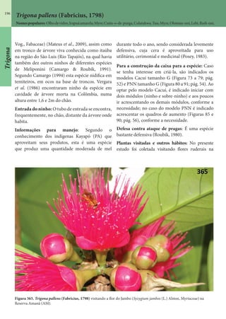 196
Trigona pallens (Fabricius, 1798)
Nomespopulares:Olhodevidro,Irapuáamarela;Myre;Cutia-o-de-purga,Colatakwa,Tuu,Myre,Oloman-oni,Lebi,Redi-oni.
Vog., Fabaceae) (Mateus et al., 2009), assim como
em tronco de árvore viva conhecida como itaúba
na região do São Luis (Rio Tapajós), na qual havia
também dez outros ninhos de diferentes espécies
de Meliponini (Camargo & Roubik, 1991).
Segundo Camargo (1994) esta espécie nidifica em
temiteiros, em ocos na base de troncos. Vergara
et al. (1986) encontraram ninho da espécie em
cavidade de árvore morta na Colômbia, numa
altura entre 1,6 e 2m do chão.
Entrada do ninho: O tubo de entrada se encontra,
frequentemente, no chão, distante da árvore onde
habita.
Informações para manejo: Segundo o
conhecimento dos indígenas Kayapó (PA) que
aproveitam seus produtos, esta é uma espécie
que produz uma quantidade moderada de mel
durante todo o ano, sendo considerada levemente
defensiva, cuja cera é aproveitada para uso
utilitário, cerimonial e medicinal (Posey, 1983).
Para a construção da caixa para a espécie: Caso
se tenha interesse em criá-la, são indicados os
modelos Cacuí tamanho G (Figura 73 a 79; pág.
52) e PNN tamanho G (Figura 80 a 91; pág. 54). Ao
optar pelo modelo Cacuí, é indicado iniciar com
dois módulos (ninho e sobre-ninho) e aos poucos
ir acrescentando os demais módulos, conforme a
necessidade; no caso do modelo PNN é indicado
acrescentar os quadros de aumento (Figuras 85 e
90; pág. 56), conforme a necessidade.
Defesa contra ataque de pragas: É uma espécie
bastante defensiva (Roubik, 1980).
Plantas visitadas e outros hábitos: No presente
estudo foi coletada visitando flores ruderais na
Figura 365. Trigona pallens (Fabricius, 1798) visitando a flor do Jambo (Syzygium jambos (L.) Alston, Myrtaceae) na
Reserva Amanã (AM).
Trigona
 