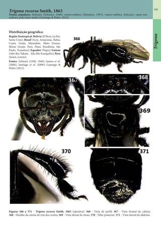 199
Trigona recursa Smith, 1863
Nomes populares: feiticeira (Schwarz, 1948); vamos-embora (Monteiro, 1997); vamos-embôra, feiticeira, vamo-nos-
embora, puka-kam-mehn (Camargo & Pedro, 2012).
Distribuição geográfica:
Região Neotropical: Bolívia (El Beni, La Paz,
Santa Cruz); Brasil (Acre, Amazonas, Bahia,
Ceará, Goiás, Maranhão, Mato Grosso,
Minas Gerais, Pará, Piauí, Rondônia, São
Paulo, Tocantins); Equador (Napo); Guiana
(Alto Rio Takutu - Alto Rio Essequibo); Peru
(Junín, Loreto).
Fontes: Schwarz (1940, 1948); Santos et al.
(2004); Santiago et al. (2009); Camargo &
Pedro (2012).
Figuras 366 a 371 - Trigona recursa Smith, 1863 (operária): 366 - Vista de perfil; 367 - Vista frontal da cabeça;
368 - Detalhe da carena de trás dos ocelos; 369 - Vista dorsal do tórax; 370 - Tíbia posterior; 371 - Vista dorsal do abdome.
Trigona
 