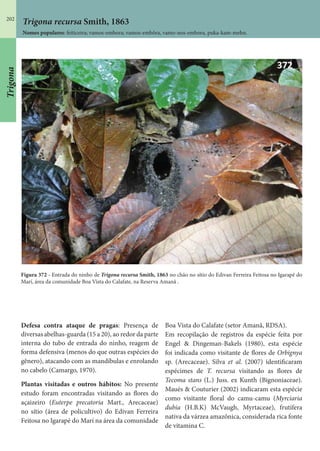 202
Trigona recursa Smith, 1863
Nomes populares: feiticeira; vamos-embora; vamos-embôra, vamo-nos-embora, puka-kam-mehn.
Defesa contra ataque de pragas: Presença de
diversas abelhas-guarda (15 a 20), ao redor da parte
interna do tubo de entrada do ninho, reagem de
forma defensiva (menos do que outras espécies do
gênero), atacando com as mandíbulas e enrolando
no cabelo (Camargo, 1970).
Plantas visitadas e outros hábitos: No presente
estudo foram encontradas visitando as flores do
açaizeiro (Euterpe precatoria Mart., Arecaceae)
no sítio (área de policultivo) do Edivan Ferreira
Feitosa no Igarapé do Marí na área da comunidade
Boa Vista do Calafate (setor Amanã, RDSA).
Em recopilação de registros da espécie feita por
Engel & Dingeman-Bakels (1980), esta espécie
foi indicada como visitante de flores de Orbignya
sp. (Arecaceae). Silva et al. (2007) identificaram
espécimes de T. recursa visitando as flores de
Tecoma stans (L.) Juss. ex Kunth (Bignoniaceae).
Maués & Couturier (2002) indicaram esta espécie
como visitante floral do camu-camu (Myrciaria
dubia (H.B.K) McVaugh, Myrtaceae), frutífera
nativa da várzea amazônica, considerada rica fonte
de vitamina C.
Figura 372 - Entrada do ninho de Trigona recursa Smith, 1863 no chão no sítio do Edivan Ferreira Feitosa no Igarapé do
Marí, área da comunidade Boa Vista do Calafate, na Reserva Amanã .
Trigona
 