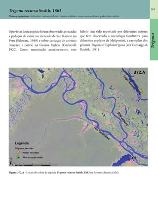 203
Figura 372.A - Locais de coleta da espécie Trigona recursa Smith, 1863 na Reserva Amanã (AM).
Trigona recursa Smith, 1863
Nomes populares: feiticeira; vamos-embora; vamos-embôra, vamo-nos-embora, puka-kam-mehn.
Operáriasdestaespécieforamobservadasatracadas
a pedaços de carne no mercado de San Ramon no
Peru (Schwarz, 1940) e sobre carcaças de animais
(macaco e cobra) na Guiana Inglesa (Cockerell,
1920). Como mensinado anteriormente, esse
hábito tem sido reportado por diferentes autores
que têm observado a necrofagia facultativa para
diferentes espécies de Meliponini, a exemplos dos
gêneros Trigona e Cephalotrigona (ver Camargo &
Roubik, 1991)
Trigona
 