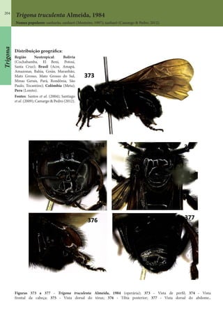 204
Trigona truculenta Almeida, 1984
Nomes populares: sanharão, sanharó (Monteiro, 1997); sanharó (Camargo & Pedro, 2012).
Figuras 373 a 377 - Trigona truculenta Almeida, 1984 (operária); 373 - Vista de perfil; 374 - Vista
frontal da cabeça; 375 - Vista dorsal do tórax; 376 - Tíbia posterior; 377 - Vista dorsal do abdome..
Distribuição geográfica:
Região Neotropical: Bolívia
(Cochabamba, El Beni, Potosí,
Santa Cruz); Brasil (Acre, Amapá,
Amazonas, Bahia, Goiás, Maranhão,
Mato Grosso, Mato Grosso do Sul,
Minas Gerais, Pará, Rondônia, São
Paulo, Tocantins); Colômbia (Meta);
Peru (Loreto).
Fontes: Santos et al. (2004); Santiago
et al. (2009); Camargo & Pedro (2012).
Trigona
 