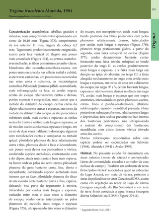 205
Trigona truculenta Almeida, 1984
Nomes populares: sanharão, sanharó.
Caracterização taxonômica: Abelhas grandes e
robustas, com comprimento total aproximado em
torno de 10,10 mm (Figura 373); comprimento
da asa anterior 11 mm; largura da cabeça 4,2
mm. Tegumento predominantemente enegrecido,
exceto pela face ventral do flagelo um pouco
mais amarelada (Figura 374), as pernas castanho-
avermelhadas,astíbiasposteriorescastanho-claras.
Membrana alar castanho-amarelada-escura, um
pouco mais escurecida nas células radial e cubital,
as nervuras castanhas, um pouco mais escurecidas
nas veias costa e subcosta, as microtríquias
castanhas.Pilosidadeplumosapálido-acastanhada,
mais esbranquiçada na face, as cerdas negras;
cerdas do escapo relativamente curtas e densas,
porém espessas e enegrecidas, mais curtas que a
metade do diâmetro do escapo; cerdas eretas do
clípeo relativamente curtas e esparsas, em torno da
metade do diâmetro do escapo, as das paroculares
inferiores ainda mais curtas e esparsas; as cerdas
eretas da fronte e vértice mais longas e espessas, as
de trás dos ocelos ainda mais espessas e longas, em
torno de duas vezes o diâmetro do escapo, algumas
com ramificações curtas e compactas na metade
apical; pilosidade plumosa da face relativamente
curta e fina, plumosa desde a base e decumbente,
um pouco mais densa nas paroculares e vértice,
conferindo aspecto aveludado, contrastando com
a do clípeo, ainda mais curta e bem mais esparsa,
na fronte onde os pelos são semi-eretos; pilosidade
plumosa da gena bastante curta, fina, densa e
decumbente, conferindo aspecto aveludado mais
intenso que na face; pilosidade plumosa do disco
do mesoscuto ereta bastante curta e fina, esparsa,
deixando boa parte do tegumento à mostra,
intercalada por cerdas mais longas e espessas,
variando entre meia e duas vezes o diâmetro
do escapo; cerdas eretas intercalando os pelos
plumosos do escutelo, mais longas e espessas
(Figura 375), ultrapassando três vezes o diâmetro
do escapo, nos mesepisternos ainda mais longas;
bordo posterior das tíbias posteriores com pelos
plumosos relativamente densos, intercalados
por cerdas mais longas e espessas (Figura 376);
primeiro tergo praticamente glabro, a partir do
segundo, com faixa subapical de cerdas (Figura
377); cerdas decumbentes bastante curtas
formando uma faixa estreita subapical ao bordo
posterior do tergo II, as cerdas gradativamente
mais longas e espessas, e a faixa mais larga em
direção ao ápice do abdome; no tergo III, a faixa
alargada medianamente ao tergo, com cerdas mais
longas e espessas, em torno de uma vez o diâmetro
do escapo; no tergo IV e V, cerdas bastante longas,
espessas e relativamente densas no disco; no tergo
VI, cerdas mais longas e esparsas que nos tergos
anteriores, intercalando os pelos plumosos curtos,
eretos, finos e pálido-acastanhados. Abdome
subtriangular; esporão mesotibial presente; tíbias
posteriores subraquetiformes, relativamente largas
e deprimidas; área sedosa presente na face interna
dos basitarsos posteriores, não ultrapassando
a metade do comprimento dos basitarsos;
mandíbulas com cinco dentes; vértice elevado
atrás dos ocelos.
Outras informações taxonômicas sobre esta
espécie podem ser encontradas em Schwarz
(1948), Almeida (1984) e Ayala (1999).
Hábitat: No presente estudo foi encontrada em
áreas naturais (matas de várzea) e antropizadas
(áreas de comunidade, roçados e ao redor da casa
na base de campo). Tmabém em ambiente de terra
firme/paleo-várzea1
associada a igapó na cabeceira
do Lago Amanã, em mata de várzea, próximo a
áreasdepolicultivonosetorCoracinaRDSA,assim
como em vegetação ao redor de Lago de várzea
(margem esquerda do Rio Solimões) e em área
de terra firme associada à água branca (margem
direita Solimões) na RDSM (Figura 379.A).
1
Segundo Irion et al., 2011
Trigona
 