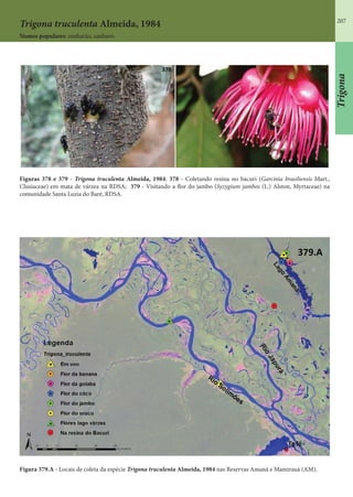 207
Trigona truculenta Almeida, 1984
Nomes populares: sanharão, sanharó.
Figuras 378 e 379 - Trigona truculenta Almeida, 1984: 378 - Coletando resina no bacuri (Garcinia brasiliensis Mart.,
Clusiaceae) em mata de várzea na RDSA; 379 - Visitando a flor do jambo (Syzygium jambos (L.) Alston, Myrtaceae) na
comunidade Santa Luzia do Baré, RDSA.
Figura 379.A - Locais de coleta da espécie Trigona truculenta Almeida, 1984 nas Reservas Amanã e Mamirauá (AM).
Trigona
 