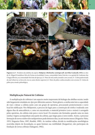19
Multiplicação Natural de Colônias
A multiplicação de colônias é um aspecto muito importante da biologia das abelhas sociais, tendo
sido largamente estudada em Apis por diferentes autores. Neste gênero, a rainha mãe tem a capacidade
de voar e deixar a colônia junto com um grupo de operárias, procurando posteriormente o novo
local de nidificação. Nos Meliponini, a procura do lugar para a construção do ninho é realizada com
alguns dias de antecedência, e, uma vez encontrado, o material primário (cera e resina) é carregado
pelas operárias, da colônia mãe para o novo local. Os enxames são formados quando uma ou mais
rainhas virgens acompanham uma parte da colônia, que migra para o novo ninho. Assim, o processo
formação de novos ninhos dos meliponíneos pode demorar dias, ou até mesmo meses (Nogueira-Neto,
1955; Nogueira-Neto, 1997; Roubik, 1989). As rainhas velhas, devido às modificações morfológicas
ocorridas depois da fecundação, as quais limitam sua mobilidade (fisogastria), não participam da
fundação de novas colônias (Sakagami, 1982).
Figuras 2 a 5 - Produtos das abelhas da espécie Melipona (Michmelia) seminigra aff. merrillae Cockerell, 1919, no sítio
do Sr. Miguel Evandelson Silva de Freitas na localidade Cacau, comunidade Santo Estevão e no quintal do Lindomar das
Chagas Oliveira, na comunidade São João do Ipecaçu: 2 - Potes de mel confeccionados com cerume; 3 - Coleta padronizada
do mel (observar os favos de cria no canto direito superior); 4 - Potes de pólen confeccionados com cerume; 5- Coleta do
pólen para estudo palinológico.
 