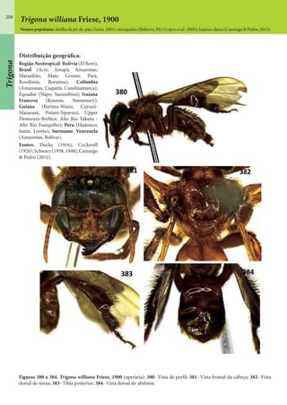 208
Trigona williana Friese, 1900
Nomes populares: abelha de pé-de-pau (Assis, 2001); mosquitão (Belterra, PA) (Lopes et al., 2005); kajawo-dawa (Camargo & Pedro, 2012).
Figuras 380 a 384. Trigona williana Friese, 1900 (operária): 380- Vista de perfil; 381- Vista frontal da cabeça; 382- Vista
dorsal do tórax; 383- Tíbia posterior; 384- Vista dorsal do abdome.
Distribuição geográfica:
Região Neotropical: Bolívia (El Beni);
Brasil (Acre, Amapá, Amazonas,
Maranhão, Mato Grosso, Pará,
Rondônia, Roraima); Colômbia
(Amazonas, Caquetá, Cundinamarca);
Equador (Napo, Sucumbíos); Guiana
Francesa (Kourou, Sinnamary);
Guiana (Barima-Waini, Cuyuni-
Mazaruni, Potaro-Siparuni, Upper
Demerara-Berbice, Alto Rio Takutu -
Alto Rio Essequibo); Peru (Huánuco,
Junín, Loreto); Suriname; Venezuela
(Amazonas, Bolívar).
Fontes: Ducke (1916); Cockerell
(1920);Schwarz(1938,1948);Camargo
& Pedro (2012).
Trigona
 