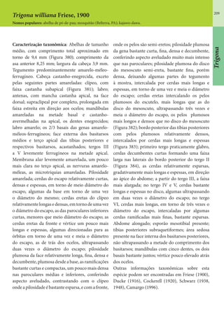 209
Trigona williana Friese, 1900
Nomes populares: abelha de pé-de-pau; mosquitão (Belterra, PA); kajawo-dawa.
Caracterização taxonômica: Abelhas de tamanho
médio, com comprimento total aproximado em
torno de 9,4 mm (Figura 380); comprimento da
asa anterior 8,25 mm; largura da cabeça 3,9 mm.
Tegumento predominantemente amarelo-méleo-
ferrugíneo. Cabeça castanho-enegrecida, exceto
pelas seguintes partes amareladas: clípeo, com
faixa castanha subapical (Figura 381); labro;
antenas, com mancha castanha apical, na face
dorsal; supraclipeal por completo, prolongada em
faixa estreita em direção aos ocelos; mandíbulas
amareladas na metade basal e castanho-
avermelhadas na apical, os dentes enegrecidos;
labro amarelo; os 2/3 basais das genas amarelo-
méleos-ferrugíneos; face externa dos basitarsos
médios e terço apical das tíbias posteriores e
respectivos basitarsos, acastanhados; tergos III
a V levemente ferrugíneos na metade apical.
Membrana alar levemente amarelada, um pouco
mais clara no terço apical, as nervuras amarelo-
méleas, as microtríquias amareladas. Pilosidade
amarelada; cerdas do escapo relativamente curtas,
densas e espessas, em torno de meio diâmetro do
escapo, algumas da base em torno de uma vez
o diâmetro do mesmo; cerdas eretas do clípeo
relativamente longas e densas, em torno de uma vez
o diâmetro do escapo, as das paroculares inferiores
curtas, menores que meio diâmetro do escapo; as
cerdas eretas da fronte e vértice um pouco mais
longas e espessas, algumas direcionadas para as
órbitas em torno de uma vez e meia o diâmetro
do escapo, as de trás dos ocelos, ultrapassando
duas vezes o diâmetro do escapo; pilosidade
plumosa da face relativamente longa, fina, densa e
decumbente, plumosa desde a base, as ramificações
bastante curtas e compactas, um pouco mais densa
nas paroculares médias e inferiores, conferindo
aspecto aveludado, contrastando com o clípeo
onde a pilosidade é bastante esparsa, e com a fronte,
onde os pelos são semi-eretos; pilosidade plumosa
da gena bastante curta, fina, densa e decumbente,
conferindo aspecto aveludado muito mais intenso
que nas paroculares; pilosidade plumosa do disco
do mesoscuto semi-ereta, bastante fina, porém
densa, deixando algumas partes do tegumento
à mostra, intercalada por cerdas mais longas e
espessas, em torno de uma vez e meia o diâmetro
do escapo; cerdas eretas intercalando os pelos
plumosos do escutelo, mais longas que as do
disco do mesoscuto, ultrapassando três vezes e
meia o diâmetro do escapo, os pelos plumosos
mais longos e densos que no disco do mesoscuto
(Figura 382); bordo posterior das tíbias posteriores
com pelos plumosos relativamente densos,
intercalados por cerdas mais longas e espessas
(Figura 383); primeiro tergo praticamente glabro,
cerdas decumbentes curtas formando uma faixa
larga nas laterais do bordo posterior do tergo II
(Figura 384), as cerdas relativamente esparsas,
gradativamente mais longas e espessas, em direção
ao ápice do abdome; a partir do tergo III, a faixa
mais alargada; no tergo IV e V, cerdas bastante
longas e espessas no disco, algumas ultrapassando
em duas vezes o diâmetro do escapo; no tergo
VI, cerdas mais longas, em torno de três vezes o
diâmetro do escapo, intercaladas por algumas
cerdas ramificadas mais finas, bastante esparsas.
Abdome alongado; esporão mesotibial presente;
tíbias posteriores subraquetiformes; área sedosa
presente na face interna dos basitarsos posteriores,
não ultrapassando a metade do comprimento dos
basitarsos; mandíbulas com cinco dentes, os dois
basais bastante juntos; vértice pouco elevado atrás
dos ocelos.
Outras informações taxonômicas sobre esta
espécie podem ser encontradas em Friese (1900),
Ducke (1916), Cockerell (1920), Schwarz (1938,
1948), Camargo (1996).
Trigona
 