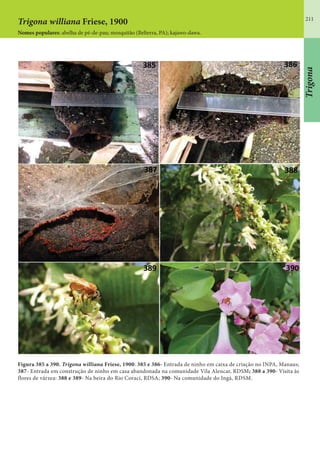 211
Figura 385 a 390. Trigona williana Friese, 1900: 385 e 386- Entrada de ninho em caixa de criação no INPA, Manaus;
387- Entrada em construção de ninho em casa abandonada na comunidade Vila Alencar, RDSM; 388 a 390- Visita às
flores de várzea: 388 e 389- Na beira do Rio Coraci, RDSA; 390- Na comunidade do Ingá, RDSM.
Trigona williana Friese, 1900
Nomes populares: abelha de pé-de-pau; mosquitão (Belterra, PA); kajawo-dawa.
Trigona
 