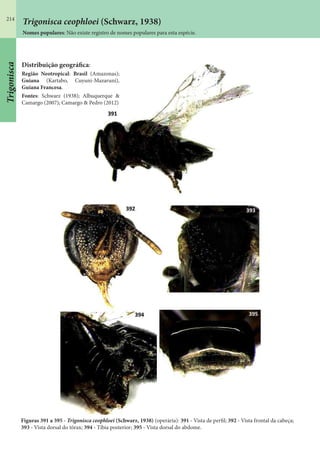 214
Trigonisca ceophloei (Schwarz, 1938)
Nomes populares: Não existe registro de nomes populares para esta espécie.
Figuras 391 a 395 - Trigonisca ceophloei (Schwarz, 1938) (operária): 391 - Vista de perfil; 392 - Vista frontal da cabeça;
393 - Vista dorsal do tórax; 394 - Tíbia posterior; 395 - Vista dorsal do abdome.
Trigonisca
Distribuição geográfica:
Região Neotropical: Brasil (Amazonas);
Guiana (Kartabo, Cuyuni-Mazaruni),
Guiana Francesa.
Fontes: Schwarz (1938); Albuquerque &
Camargo (2007); Camargo & Pedro (2012)
 