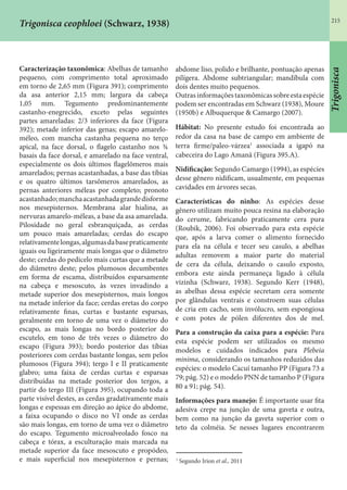 215
Trigonisca ceophloei (Schwarz, 1938)
Caracterização taxonômica: Abelhas de tamanho
pequeno, com comprimento total aproximado
em torno de 2,65 mm (Figura 391); comprimento
da asa anterior 2,15 mm; largura da cabeça
1,05 mm. Tegumento predominantemente
castanho-enegrecido, exceto pelas seguintes
partes amareladas: 2/3 inferiores da face (Figura
392); metade inferior das genas; escapo amarelo-
méleo, com mancha castanha pequena no terço
apical, na face dorsal, o flagelo castanho nos ¾
basais da face dorsal, e amarelado na face ventral,
especialmente os dois últimos flagelômeros mais
amarelados; pernas acastanhadas, a base das tíbias
e os quatro últimos tarsômeros amarelados, as
pernas anteriores méleas por completo; pronoto
acastanhado;manchaacastanhadagrandedisforme
nos mesepisternos. Membrana alar hialina, as
nervuras amarelo-méleas, a base da asa amarelada.
Pilosidade no geral esbranquiçada, as cerdas
um pouco mais amareladas; cerdas do escapo
relativamentelongas,algumasdabasepraticamente
iguais ou ligeiramente mais longas que o diâmetro
deste; cerdas do pedicelo mais curtas que a metade
do diâmetro deste; pelos plumosos decumbentes
em forma de escama, distribuídos esparsamente
na cabeça e mesoscuto, às vezes invadindo a
metade superior dos mesepisternos, mais longos
na metade inferior da face; cerdas eretas do corpo
relativamente finas, curtas e bastante esparsas,
geralmente em torno de uma vez o diâmetro do
escapo, as mais longas no bordo posterior do
escutelo, em tono de três vezes o diâmetro do
escapo (Figura 393); bordo posterior das tíbias
posteriores com cerdas bastante longas, sem pelos
plumosos (Figura 394); tergo I e II praticamente
glabro; uma faixa de cerdas curtas e esparsas
distribuídas na metade posterior dos tergos, a
partir do tergo III (Figura 395), ocupando toda a
parte visível destes, as cerdas gradativamente mais
longas e espessas em direção ao ápice do abdome,
a faixa ocupando o disco no VI onde as cerdas
são mais longas, em torno de uma vez o diâmetro
do escapo. Tegumento microalveolado fosco na
cabeça e tórax, a esculturação mais marcada na
metade superior da face mesoscuto e propódeo,
e mais superficial nos mesepisternos e pernas;
abdome liso, polido e brilhante, pontuação apenas
pilígera. Abdome subtriangular; mandíbula com
dois dentes muito pequenos.
Outrasinformaçõestaxonômicassobreestaespécie
podem ser encontradas em Schwarz (1938), Moure
(1950b) e Albuquerque & Camargo (2007).
Hábitat: No presente estudo foi encontrada ao
redor da casa na base de campo em ambiente de
terra firme/paleo-várzea1
associada a igapó na
cabeceira do Lago Amanã (Figura 395.A).
Nidificação: Segundo Camargo (1994), as espécies
desse gênero nidificam, usualmente, em pequenas
cavidades em árvores secas.
Características do ninho: As espécies desse
gênero utilizam muito pouca resina na elaboração
do cerume, fabricando praticamente cera pura
(Roubik, 2006). Foi observado para esta espécie
que, após a larva comer o alimento fornecido
para ela na célula e tecer seu casulo, a abelhas
adultas removem a maior parte do material
de cera da célula, deixando o casulo exposto,
embora este ainda permaneça ligado à célula
vizinha (Schwarz, 1938). Segundo Kerr (1948),
as abelhas dessa espécie secretam cera somente
por glândulas ventrais e constroem suas células
de cria em cacho, sem invólucro, sem espongiosa
e com potes de pólen diferentes dos de mel.
Para a construção da caixa para a espécie: Para
esta espécie podem ser utilizados os mesmo
modelos e cuidados indicados para Plebeia
minima, considerando os tamanhos reduzidos das
espécies: o modelo Cacuí tamanho PP (Figura 73 a
79; pág. 52) e o modelo PNN de tamanho P (Figura
80 a 91; pág. 54).
Informações para manejo: É importante usar fita
adesiva crepe na junção de uma gaveta e outra,
bem como na junção da gaveta superior com o
teto da colméia. Se nesses lugares encontrarem
1
Segundo Irion et al., 2011
Trigonisca
 