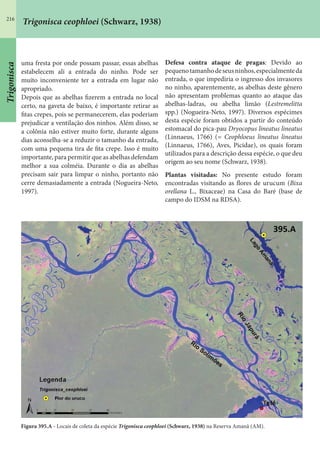 216
Trigonisca ceophloei (Schwarz, 1938)
uma fresta por onde possam passar, essas abelhas
estabelecem ali a entrada do ninho. Pode ser
muito inconveniente ter a entrada em lugar não
apropriado.
Depois que as abelhas fizerem a entrada no local
certo, na gaveta de baixo, é importante retirar as
fitas crepes, pois se permanecerem, elas poderiam
prejudicar a ventilação dos ninhos. Além disso, se
a colônia não estiver muito forte, durante alguns
dias aconselha-se a reduzir o tamanho da entrada,
com uma pequena tira de fita crepe. Isso é muito
importante, para permitir que as abelhas defendam
melhor a sua colméia. Durante o dia as abelhas
precisam sair para limpar o ninho, portanto não
cerre demasiadamente a entrada (Nogueira-Neto,
1997).
Defesa contra ataque de pragas: Devido ao
pequenotamanhodeseusninhos,especialmenteda
entrada, o que impediria o ingresso dos invasores
no ninho, aparentemente, as abelhas deste gênero
não apresentam problemas quanto ao ataque das
abelhas-ladras, ou abelha limão (Lestremelitta
spp.) (Nogueira-Neto, 1997). Diversos espécimes
desta espécie foram obtidos a partir do conteúdo
estomacal do pica-pau Dryocopus lineatus lineatus
(Linnaeus, 1766) (= Ceophloeus lineatus lineatus
(Linnaeus, 1766), Aves, Picidae), os quais foram
utilizados para a descrição dessa espécie, o que deu
origem ao seu nome (Schwarz, 1938).
Plantas visitadas: No presente estudo foram
encontradas visitando as flores de urucum (Bixa
orellana L., Bixaceae) na Casa do Baré (base de
campo do IDSM na RDSA).
Figura 395.A - Locais de coleta da espécie Trigonisca ceophloei (Schwarz, 1938) na Reserva Amanã (AM).
Trigonisca
 