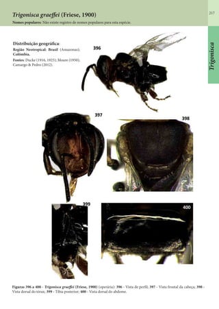 217
Trigonisca graeffei (Friese, 1900)
Figuras 396 a 400 - Trigonisca graeffei (Friese, 1900) (operária): 396 - Vista de perfil; 397 - Vista frontal da cabeça; 398 -
Vista dorsal do tórax; 399 - Tíbia posterior; 400 - Vista dorsal do abdome.
Nomes populares: Não existe registro de nomes populares para esta espécie.
Trigonisca
Distribuição geográfica:
Região Neotropical: Brasil (Amazonas);
Colômbia.
Fontes: Ducke (1916, 1925); Moure (1950);
Camargo & Pedro (2012).
 
