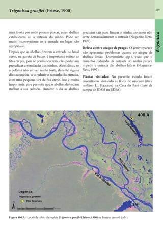 219
Trigonisca graeffei (Friese, 1900)
uma fresta por onde possam passar, essas abelhas
estabelecem ali a entrada do ninho. Pode ser
muito inconveniente ter a entrada em lugar não
apropriado.
Depois que as abelhas fizerem a entrada no local
certo, na gaveta de baixo, é importante retirar as
fitas crepes, pois se permanecerem, elas poderiam
prejudicar a ventilação dos ninhos. Além disso, se
a colônia não estiver muito forte, durante alguns
dias aconselha-se a reduzir o tamanho da entrada,
com uma pequena tira de fita crepe. Isso é muito
importante, para permitir que as abelhas defendam
melhor a sua colméia. Durante o dia as abelhas
precisam sair para limpar o ninho, portanto não
cerre demasiadamente a entrada (Nogueira-Neto,
1997).
Defesa contra ataque de pragas: O gênero parece
não apresentar problemas quanto ao ataque de
abelhas limão (Lestremelitta spp.), visto que o
tamanho reduzido da entrada do ninho parece
impedir a entrada das abelhas ladras (Nogueira-
Neto, 1997).
Plantas visitadas: No presente estudo foram
encontradas visitando as flores de urucum (Bixa
orellana L., Bixaceae) na Casa do Baré (base de
campo do IDSM na RDSA).
Figura 400.A - Locais de coleta da espécie Trigonisca graeffei (Friese, 1900) na Reserva Amanã (AM).
Trigonisca
 