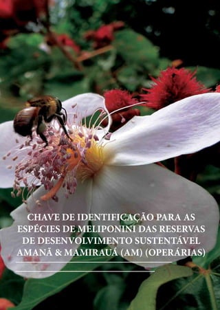 Melipona
CHAVE DE IDENTIFICAÇÃO PARA AS
ESPÉCIES DE MELIPONINI DAS RESERVAS
DE DESENVOLVIMENTO SUSTENTÁVEL
AMANÃ & MAMIRAUÁ (AM) (OPERÁRIAS)
 