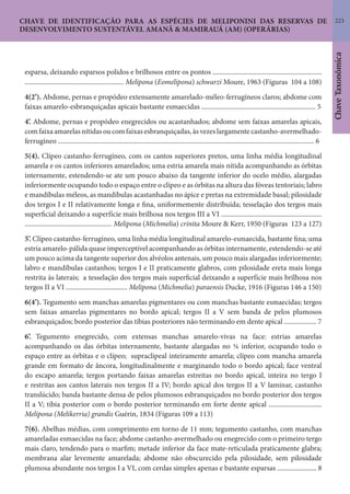 223
ChaveTaxonômica
CHAVE DE IDENTIFICAÇÃO PARA AS ESPÉCIES DE MELIPONINI DAS RESERVAS DE
DESENVOLVIMENTO SUSTENTÁVEL AMANÃ & MAMIRAUÁ (AM) (OPERÁRIAS)
esparsa, deixando esparsos polidos e brilhosos entre os pontos ................................................................
.......................................................... Melipona (Eomelipona) schwarzi Moure, 1963 (Figuras 104 a 108)
4(2’). Abdome, pernas e propódeo extensamente amarelado-méleo-ferrugíneos claros; abdome com
faixas amarelo-esbranquiçadas apicais bastante esmaecidas ................................................................... 5
4’. Abdome, pernas e propódeo enegrecidos ou acastanhados; abdome sem faixas amarelas apicais,
comfaixaamarelasnítidasoucomfaixasesbranquiçadas,àsvezeslargamentecastanho-avermelhado-
ferrugíneo ...................................................................................................................................................... 6
5(4). Clípeo castanho-ferrugíneo, com os cantos superiores pretos, uma linha média longitudinal
amarela e os cantos inferiores amarelados; uma estria amarela mais nítida acompanhando as órbitas
internamente, estendendo-se ate um pouco abaixo da tangente inferior do ocelo médio, alargadas
inferiormente ocupando todo o espaço entre o clípeo e as órbitas na altura das fóveas tentoriais; labro
e mandíbulas méleos, as mandíbulas acastanhadas no ápice e pretas na extremidade basal; pilosidade
dos tergos I e II relativamente longa e fina, uniformemente distribuída; tesselação dos tergos mais
superficial deixando a superfície mais brilhosa nos tergos III a VI ...........................................................
................................................... Melipona (Michmelia) crinita Moure & Kerr, 1950 (Figuras 123 a 127)
5’. Clípeo castanho-ferrugíneo, uma linha média longitudinal amarelo-esmaecida, bastante fina; uma
estria amarelo-pálida quase imperceptível acompanhando as órbitas internamente, estendendo-se até
um pouco acima da tangente superior dos alvéolos antenais, um pouco mais alargadas inferiormente;
labro e mandíbulas castanhos; tergos I e II praticamente glabros, com pilosidade ereta mais longa
restrita às laterais; a tesselação dos tergos mais superficial deixando a superfície mais brilhosa nos
tergos II a VI .................................... Melipona (Michmelia) paraensis Ducke, 1916 (Figuras 146 a 150)
6(4’). Tegumento sem manchas amarelas pigmentares ou com manchas bastante esmaecidas; tergos
sem faixas amarelas pigmentares no bordo apical; tergos II a V sem banda de pelos plumosos
esbranquiçados; bordo posterior das tíbias posteriores não terminando em dente apical ................... 7
6’. Tegumento enegrecido, com extensas manchas amarelo-vivas na face: estrias amarelas
acompanhando os das órbitas internamente, bastante alargadas no ¼ inferior, ocupando todo o
espaço entre as órbitas e o clípeo; supraclipeal inteiramente amarela; clípeo com mancha amarela
grande em formato de âncora, longitudinalmente e marginando todo o bordo apical; face ventral
do escapo amarela; tergos portando faixas amarelas estreitas no bordo apical, inteira no tergo I
e restritas aos cantos laterais nos tergos II a IV; bordo apical dos tergos II a V laminar, castanho
translúcido; banda bastante densa de pelos plumosos esbranquiçados no bordo posterior dos tergos
II a V; tíbia posterior com o bordo posterior terminando em forte dente apical ...............................
Melipona (Melikerria) grandis Guérin, 1834 (Figuras 109 a 113)
7(6). Abelhas médias, com comprimento em torno de 11 mm; tegumento castanho, com manchas
amareladas esmaecidas na face; abdome castanho-avermelhado ou enegrecido com o primeiro tergo
mais claro, tendendo para o marfim; metade inferior da face mate-reticulada praticamente glabra;
membrana alar levemente amarelada; abdome não obscurecido pela pilosidade, sem pilosidade
plumosa abundante nos tergos I a VI, com cerdas simples apenas e bastante esparsas ....................... 8
 