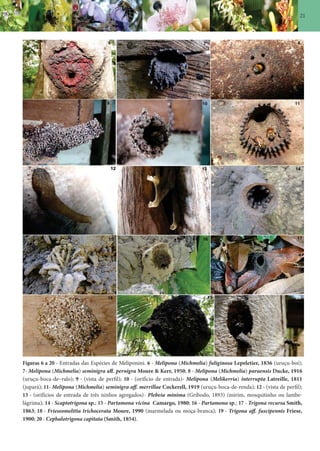 21
Figuras 6 a 20 - Entradas das Espécies de Meliponini. 6 - Melipona (Michmelia) fuliginosa Lepeletier, 1836 (uruçu-boi);
7- Melipona (Michmelia) seminigra aff. pernigra Moure & Kerr, 1950; 8 - Melipona (Michmelia) paraensis Ducke, 1916
(uruçu-boca-de–ralo); 9 - (vista de perfil); 10 - (orifício de entrada)- Melipona (Melikerria) interrupta Latreille, 1811
(jupará); 11- Melipona (Michmelia) seminigra aff. merrillae Cockerell, 1919 (uruçu-boca-de-renda); 12 - (vista de perfil);
13 - (orifícios de entrada de três ninhos agregados)- Plebeia minima (Gribodo, 1893) (mirim, mosquitinho ou lambe-
lágrima); 14 - Scaptotrigona sp.; 15 - Partamona vicina Camargo, 1980; 16 - Partamona sp.; 17 - Trigona recursa Smith,
1863; 18 - Frieseomelitta trichocerata Moure, 1990 (marmelada ou moça-branca); 19 - Trigona aff. fuscipennis Friese,
1900; 20 - Cephalotrigona capitata (Smith, 1854).
 