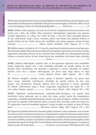 228
ChaveTaxonômica
CHAVE DE IDENTIFICAÇÃO PARA AS ESPÉCIES DE MELIPONINI DAS RESERVAS DE
DESENVOLVIMENTO SUSTENTÁVEL AMANÃ & MAMIRAUÁ (AM) (OPERÁRIAS)
19’.Faceinternadatíbiaposteriorcomfaixamarginalglabranomesmoníveldaáreacomquirotríquias;canto
distalposteriordatíbiaposteriorarredondado;tíbiaposteriormuitoalargada,emformadecolher,cercade
3 vezes mais larga que o fêmur; área basal do propódeo pilosa ................... Partamona ...................................... 22
20(19). Abelhas muito pequenas, em torno de 2,6 mm de comprimento; basitarso posterior mais
estreito que a tíbia, não inflado; tíbias posteriores subtriangulares; tegumento com manchas
amarelas pigmentares na cabeça, face dorsal do tórax e base das tíbias; pilosidade plumosa
da face relativamente longa e densa, semiereta, porém, sem formar área prateada brilhosa na
metade inferior da face; bordo interno das mandíbulas com dentes pequenos, porém bastante
evidentes ............................................. Plebeia minima (Gribodo, 1893) (Figuras 271 a 275)
20’. Abelhas maiores, variando de 3,8 a 5,2 mm de comprimento; basitarso posterior mais largo que a
tíbia e bastante inflado; tíbias posteriores nitidamente triangulares; tegumento sem manchas amarelas
pigmentares; pilosidade plumosa da face bastante densa, formando área esbranquiçado-prateada
brilhosa na metade inferior da face; bordo interno das mandíbulas com dentes muito reduzidos
............................................................................Scaura......................................................................21
21(20’). Abdome subtriangular, castanho claro, os dois primeiros segmentos mais amarelados;
escapo enegrecido, apenas com a base amarelada; pilosidade da metade inferior da face
bastante densa, decumbente, não deixando o tegumento à mostra; pilosidade do abdome
bastante curta, fina e esparsa, esbranquiçada, um pouco mais longa apenas no tergo
VI ........................................................ Scaura latitarsis (Friese, 1900) (Figuras 292 a 296)
21’. Abdome alongado, castanho escuro, apenas o primeiro segmento um pouco mais
claro; escapo amarelado ventralmente; pilosidade da metade inferior da face mais
esparsa, semi decumbente, deixando algumas áreas do tegumento à mostra; pilosidade
do abdome relativamente longa e densa, enegrecida, especialmente nos tergos III a VI,
com cerdas bastante espessas ................... Scaura tenuis (Ducke, 1916) (Figuras 297 a 301)
22(19’). Tegumento predominantemente amarelado-méleo-ferrugíneo, em grande parte
translúcido; sutura epistomal, área ao redor dos ocelos, porção ventral dos mesepisternos
enegrecidos; mandíbula predominantemente amarela com ápice ferrugíneo, côndilos escurecidos;
área basal do propódeo uniformemente pilosa, os pontos bem marcados; cerdas dos tergos II a
VI enegrecidas; dentes da mandíbula pequenos e muito recuados em relação ao ápice do bordo
apical ....................................................... Partamona testacea (Klug, 1807) (Figuras 259 a 263)
22’. Tegumento predominantemente amarelado-pálido, incluindo a sutura epistomal, a área ao redor
dosoceloseporçãoventraldosmesepisternos,emgrandepartetranslúcido;manchasamarelasdaface
quase imperceptíveis devido à transparência do tegumento; mandíbula predominantemente amarela,
incluindooscôndilos,comápiceacastanhado;áreabasaldopropódeocomfaixamedianaglabra;cerdas
daslateraisdotergoIIedostergosIIIaVIacastanhadas;dentesdamandíbulapequenoserecuadosem
relação ao ápice do bordo apical ........................ Partamona vicina Camargo, 1980 (Figuras 264 a 268)
 