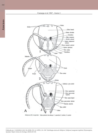 244
Anexos
Camargo et al. 1967 - Anexo 1
Publicado por: CAMARGO, J.M.F. De; KERR, W.E. & LOPES, C.R. 1967. Morfologia externa de Melipona ( Melipona) marginata Lepeletier (Hymenoptera,
Apoidae). Papeis Avulsos de Zoologia, 20(20):229-258.
 