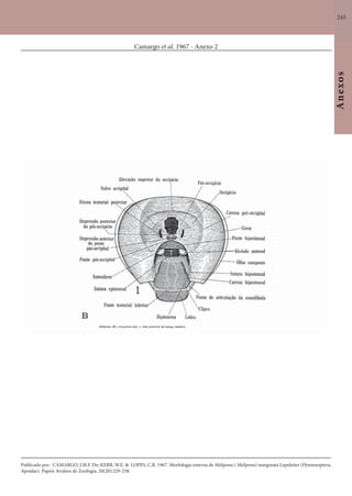 245
Anexos
Camargo et al. 1967 - Anexo 2
Publicado por: CAMARGO, J.M.F. De; KERR, W.E. & LOPES, C.R. 1967. Morfologia externa de Melipona ( Melipona) marginata Lepeletier (Hymenoptera,
Apoidae). Papeis Avulsos de Zoologia, 20(20):229-258.
 
