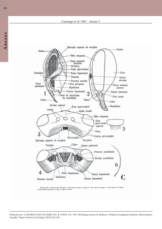 246
Anexos
Camargo et al. 1967 - Anexo 3
Publicado por: CAMARGO, J.M.F. De; KERR, W.E. & LOPES, C.R. 1967. Morfologia externa de Melipona ( Melipona) marginata Lepeletier (Hymenoptera,
Apoidae). Papeis Avulsos de Zoologia, 20(20):229-258.
 