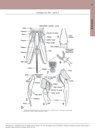 247
Anexos
Camargo et al. 1967 - Anexo 4
Publicado por: CAMARGO, J.M.F. De; KERR, W.E. & LOPES, C.R. 1967. Morfologia externa de Melipona ( Melipona) marginata Lepeletier (Hymenoptera,
Apoidae). Papeis Avulsos de Zoologia, 20(20):229-258.
 