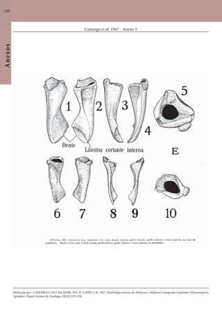 248
Anexos
Camargo et al. 1967 - Anexo 5
Publicado por: CAMARGO, J.M.F. De; KERR, W.E. & LOPES, C.R. 1967. Morfologia externa de Melipona ( Melipona) marginata Lepeletier (Hymenoptera,
Apoidae). Papeis Avulsos de Zoologia, 20(20):229-258.
 
