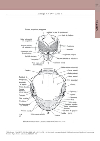 249
Anexos
Camargo et al. 1967 - Anexo 6
Publicado por: CAMARGO, J.M.F. De; KERR, W.E. & LOPES, C.R. 1967. Morfologia externa de Melipona ( Melipona) marginata Lepeletier (Hymenoptera,
Apoidae). Papeis Avulsos de Zoologia, 20(20):229-258.
 