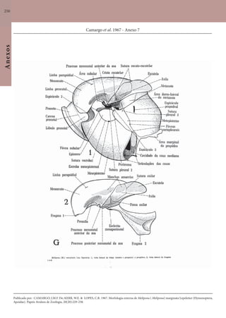 250
Anexos
Camargo et al. 1967 - Anexo 7
Publicado por: CAMARGO, J.M.F. De; KERR, W.E. & LOPES, C.R. 1967. Morfologia externa de Melipona ( Melipona) marginata Lepeletier (Hymenoptera,
Apoidae). Papeis Avulsos de Zoologia, 20(20):229-258.
 