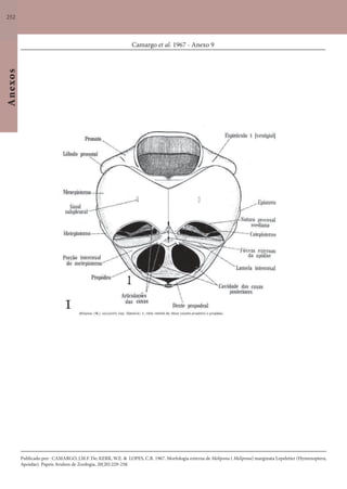 252
Anexos
Camargo et al. 1967 - Anexo 9
Publicado por: CAMARGO, J.M.F. De; KERR, W.E. & LOPES, C.R. 1967. Morfologia externa de Melipona ( Melipona) marginata Lepeletier (Hymenoptera,
Apoidae). Papeis Avulsos de Zoologia, 20(20):229-258.
 